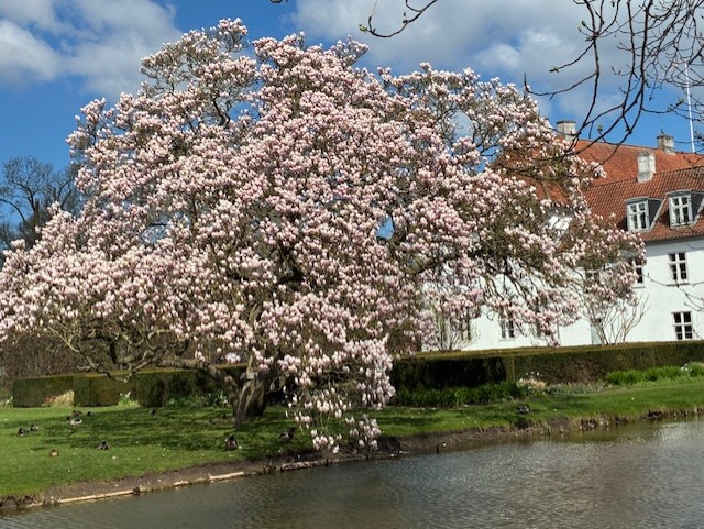 Forårsbebuder ved Odense Teater